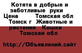 Котята в добрые и заботливые  руки. › Цена ­ 11 - Томская обл., Томск г. Животные и растения » Кошки   . Томская обл.